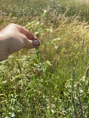 Silene procumbens