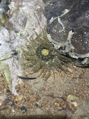 Anthopleura