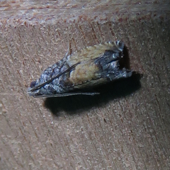 Epinotia nisella