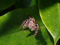 Opisthoncus quadratarius