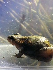 Cacosternum boettgeri