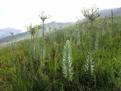 Osteospermum corymbosum