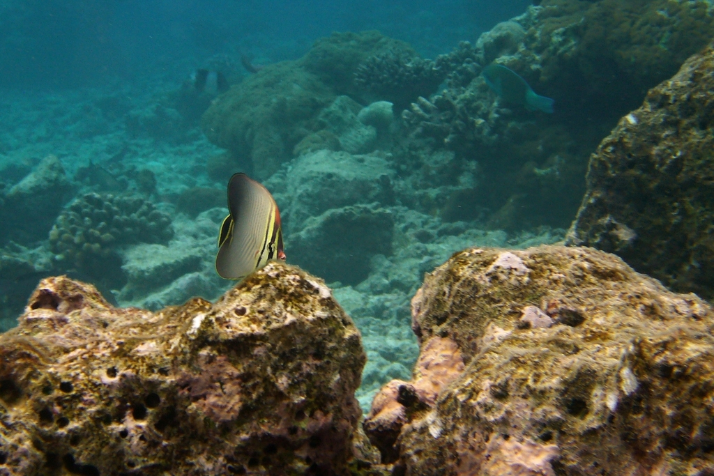 herringbone butterflyfish