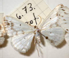 Lomographa temerata