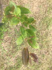 Diospyros ferrea