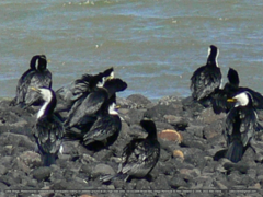 Microcarbo melanoleucos brevirostris