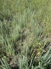 Grubovia sedoides