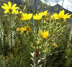 Osteospermum corymbosum
