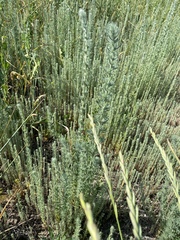 Grubovia sedoides