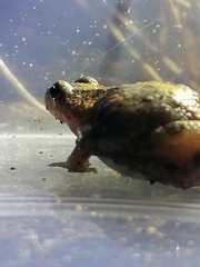 Cacosternum boettgeri