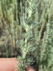 Grubovia sedoides