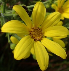 Osteospermum corymbosum