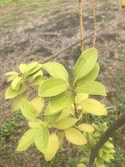 Cinnamomum yabunikkei