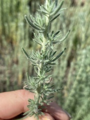 Grubovia sedoides