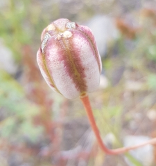 Lilium pumilum