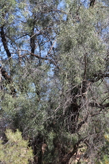 Acacia bivenosa