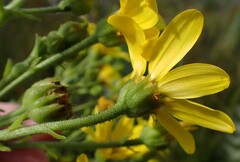 Osteospermum corymbosum