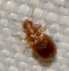 Melanophthalma americana