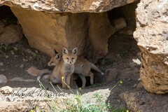 Vulpes vulpes barbara
