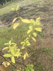 Cinnamomum yabunikkei
