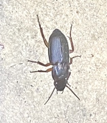 Harpalus