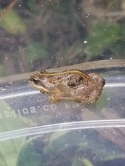 Cacosternum boettgeri