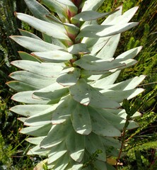 Osteospermum corymbosum