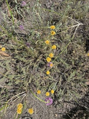 Tanacetum achilleifolium
