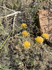 Tanacetum achilleifolium