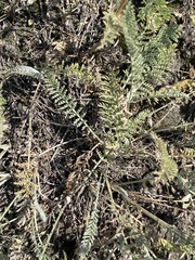 Tanacetum achilleifolium