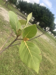Neonauclea reticulata