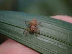 Salticinae