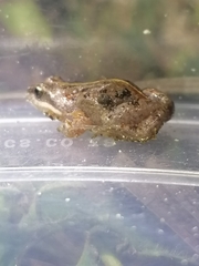 Cacosternum boettgeri