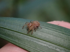 Salticinae