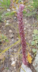 Orostachys malacophylla