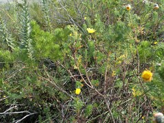 Ursinia paleacea