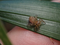 Salticinae