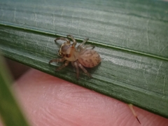 Salticinae