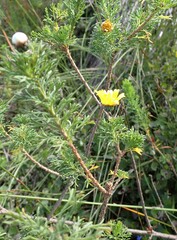 Ursinia paleacea