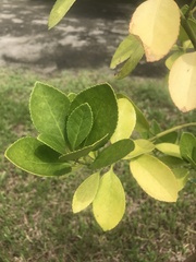 Euonymus cochinchinensis