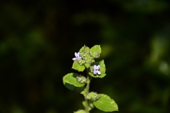 Mesosphaerum suaveolens