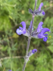 Salvia dumetorum