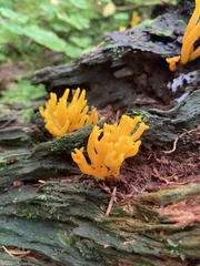 Calocera viscosa