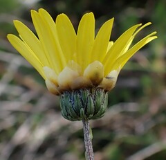 Ursinia paleacea