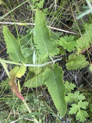 Salvia dumetorum