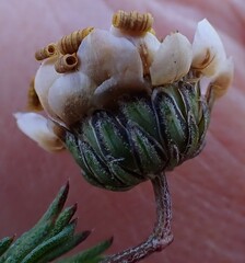 Ursinia paleacea