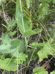 Salvia dumetorum