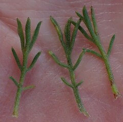 Ursinia paleacea