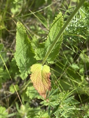 Salvia dumetorum