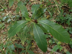 Pittosporum